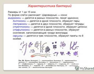 Презентация на тему эукариоты